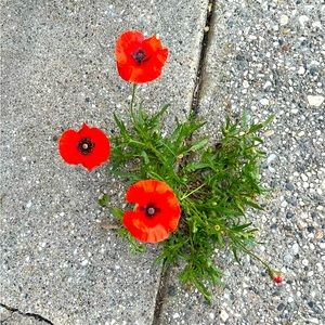 Meet your Posher, Casey